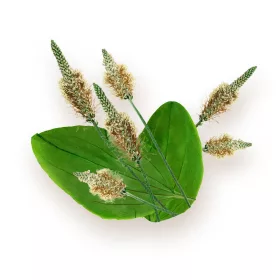 BioMenü BIO ÚTIFŰMAGHÉJ kapszula 60 db