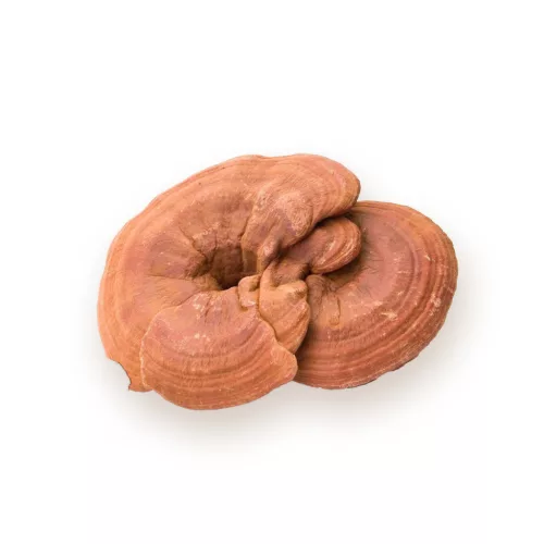 BioMenü BIO GANODERMA gomba kapszula 60 db